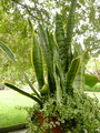 Sansevieria Trifasciata